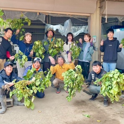 丹波篠山・秋の特産品!!「黒枝豆」の収獲・出荷のおてつたび