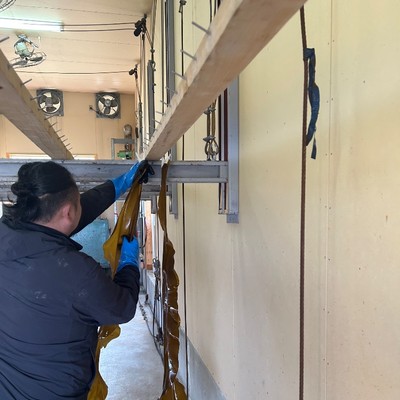 献上品の歴史ある昆布の洗浄・運搬作業のおてつだい◎函館近郊の漁師町でコンブ漁の一端に触れてみませんか？
