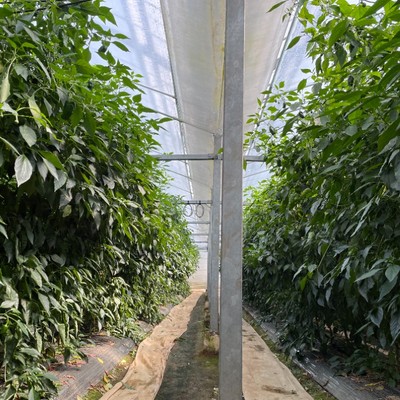 【2泊3日以上で調整可能◎】減農薬・減化学肥料の特別栽培で育てる川南のオリジナル「さららピーマン」収穫作業のお仕事です！