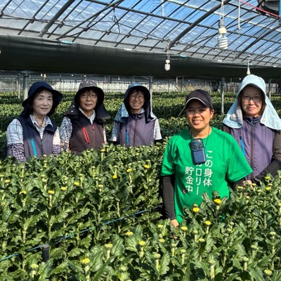 【12日間🌼鹿児島】本土最南端の地で菊農家のおてつだい！「信頼を得られるような菊栽培をする」を念頭に従業員6名と日々の作業をしています。菊の魅力を伝えるため、一緒に働く仲間を募集します🔥