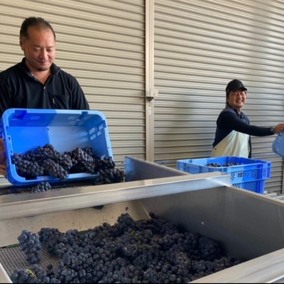 ＼あつまれ!!都農町を楽しむツアー補助員／雄大な自然・温かい人・挑戦を歓迎する まち「都農町」で初開催「おためし協力隊ツアー」の補助を担っていただけるおてつびとさんを募集します！