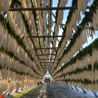 【鹿児島🧑🏻‍🌾12日間】南九州市の冬の風物詩『大根やぐら』。寒干し大根の生産に携わるおてつたびです。この時期、この地域ならではの農業や風景を体感してください！【※車orバイクなど現地で交通手段を確保できる方🚙】