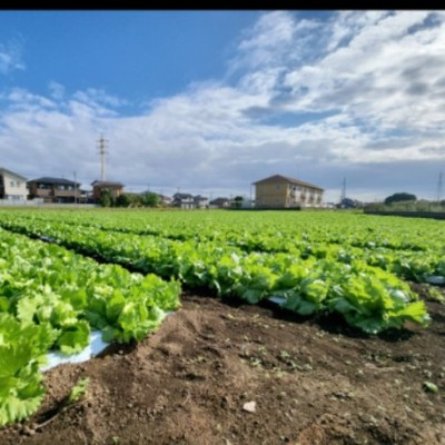 食欲の秋🍁運動の秋🍁レタスの秋!?自然の中で秋の味覚を一緒に収穫しましょう！