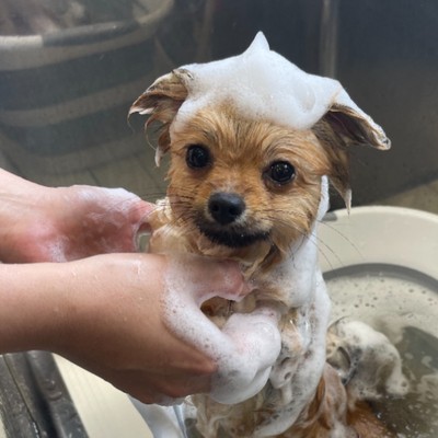 愛知県知多市🐶ペットホテルのお手伝いを募集します。一日の稼働時間は1,2時間ほど。ご応募をお待ちしております🐩