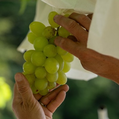 ぶどうの収穫・販売（試食販売員）／いちごハウスの整備作業