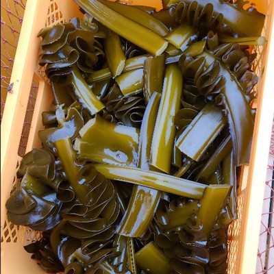 わかめ・めかぶ収穫後の【めかぶ加工作業】のおてつたび！！