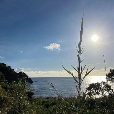 【種子島】サーフィン好きにおすすめ！朝イチの畑で農作業のおてつたび！日中は島や波乗りを思い切り楽しんでください。