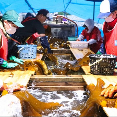 【北海道羅臼町】羅臼昆布漁の洗浄・加工作業のお手伝い。触れる機会の少ない昆布づくりの現場でおてつたびしてみませんか？