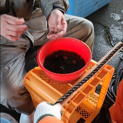 春の収穫に向けて、わかめの種付け作業のおてつだいをしませんか？