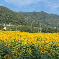 山本ファーム