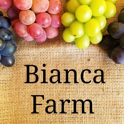 【５日間のおてつたび（移動日２日含む）】山形県白鷹町のぶどう農家さんで収穫・出荷のお手伝い