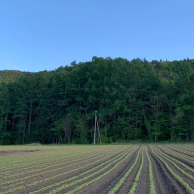 秋の山々。秋の風。秋の太陽。そして、秋の蕎麦。soba。そば。ソバ。ソバっ！（秋蕎麦の収穫を経験してみませんか？!コンバインで刈取りから袋詰めまで自動に収穫された蕎麦の実を、商品化する一歩手前で、綺麗に加工してくれる業者に持ち込む仕事です）