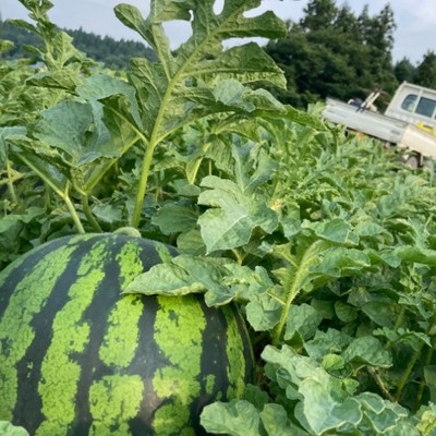 スイカ畑で、夏のおてつたび！スイカの収穫、出荷作業のお手伝い🍉🍉