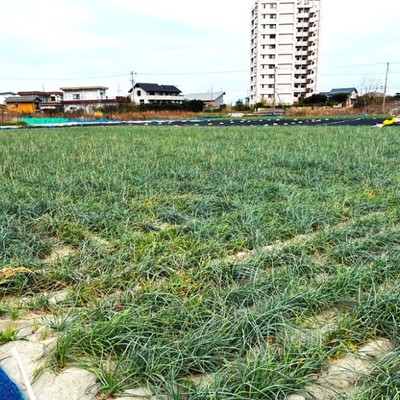 【移住に興味のある方歓迎🌱】海の見えるリゾートエリアで特産品「鳴門らっきょ」のおてつたび！サイクリングも楽しめます🚴