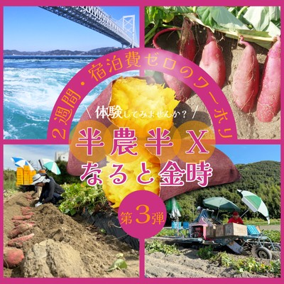 【半農半Ｘに興味のある方歓迎🍠第３弾🌱】海辺の潮風香る自然豊かな畑で特産品「なると金時」の半日２週間のおてつたび🍠宿泊は個室付シェアハウス🏠