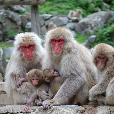 下高井郡山ノ内町