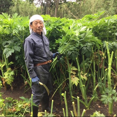 明日葉の収穫洗浄裁断作業、未利用雑木林開墾作業の合間に三宅島の海と山と文化を楽しみましょう！