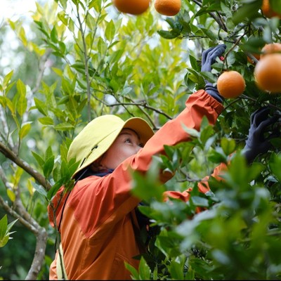 屋久島のおいしい恵みの、お手伝いしませんか？