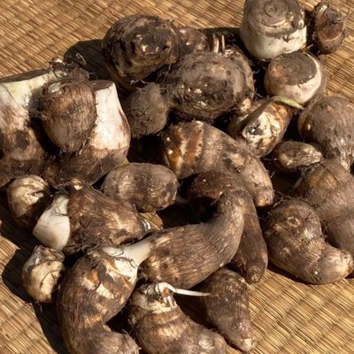 土に触れて働こう！秋の味覚！里芋収穫体験スタッフ大募集