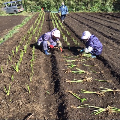 未利用雑木林開墾と塩作り作業の合間に三宅島の海と山と文化を楽しみましょう！