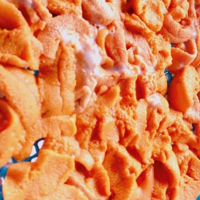 【9月前半】北海道・花の浮島 礼文島でウニ剥き＆利尻昆布干しのおてつたび＼軽作業／＼初心者大歓迎／