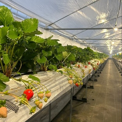 人も気候も温かい🌴宮崎県の海沿いのまち川南町でいちごの栽培管理のお手伝いをしてみませんか？