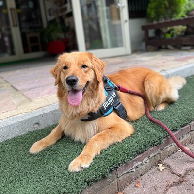 ゴールデンレトリバーのいるコテージ！自然いっぱいの雪山でおてつたび！