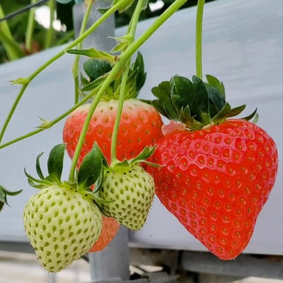 東みよし町の大自然🌳農家民宿「いちごはうす」で、イチゴの収穫・出荷・その他作業のお手伝い